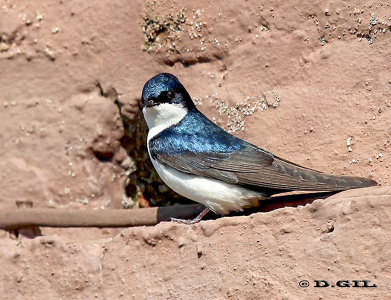 GOLONDRINA AZUL CHICA (Pygochelidon cyanoleuca) - Cumbres de La Ballena-MALDONADO (Setiembre 2012)